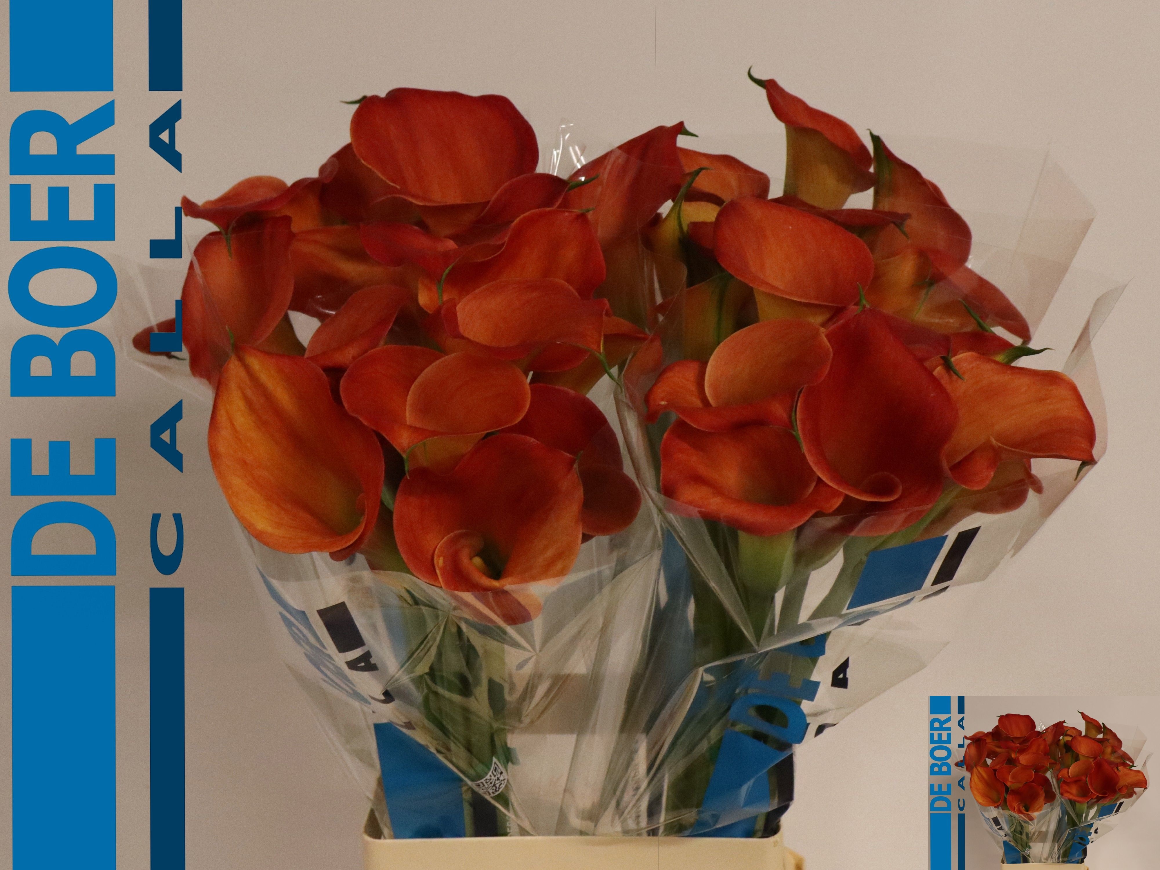 Calla Sunset Passion 70cm