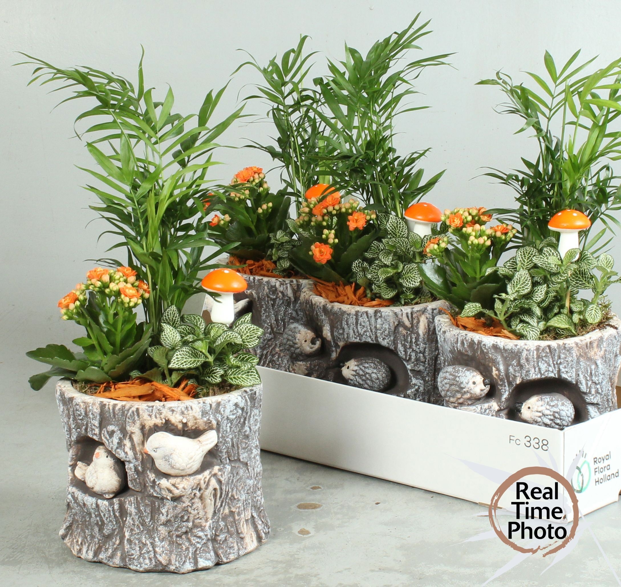 Arr Kamerplanten H% 19P 20H
