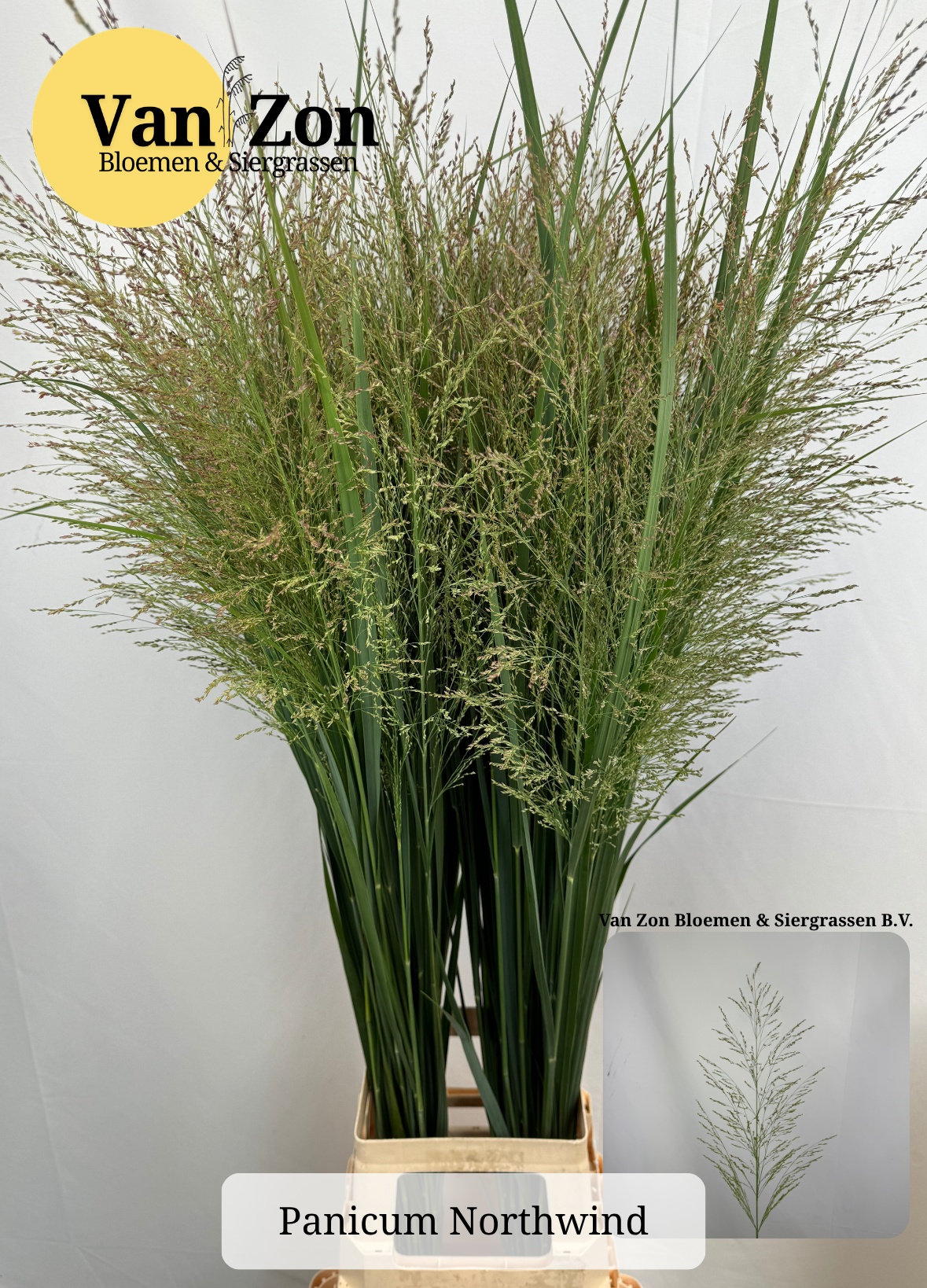 Panic Vi Northwind