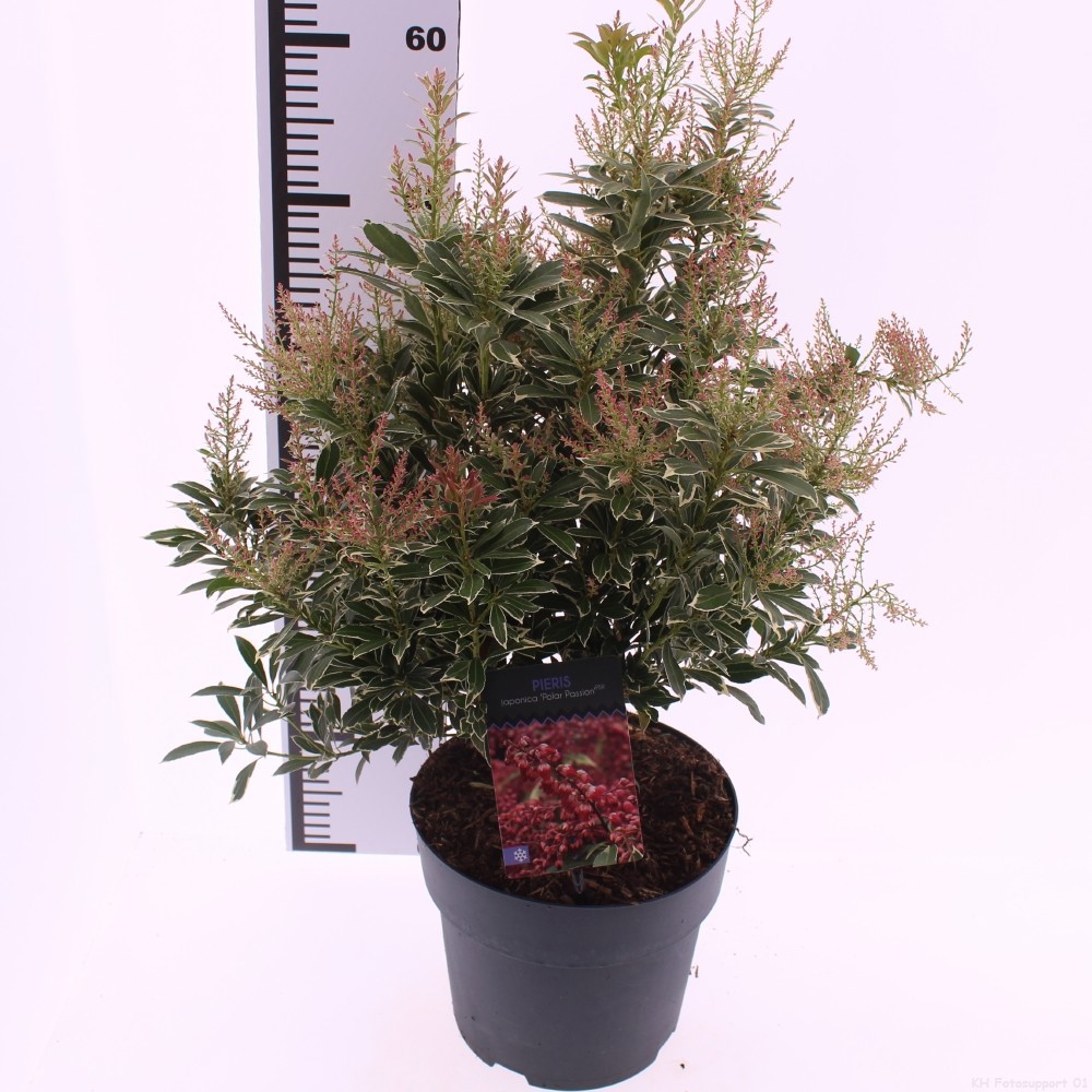 Picture of Pieris jap. 'Polar Passion'