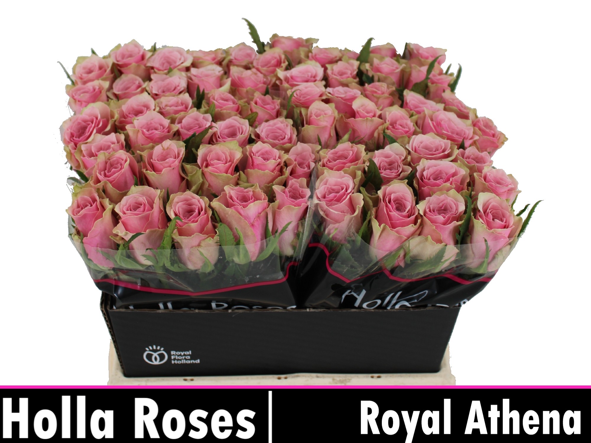 R Gr Athena Royale