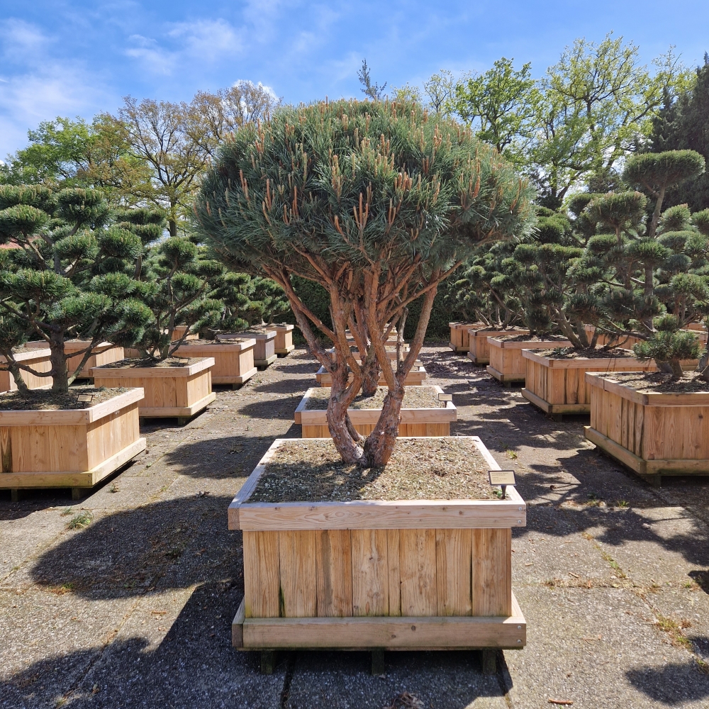 Picture of Pinus sylvestris Watereri W100x100 175/+