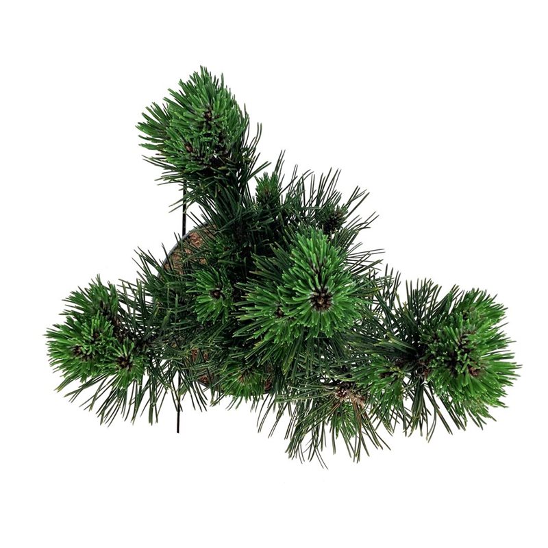 Picture of Pinus held. 'Satellit'