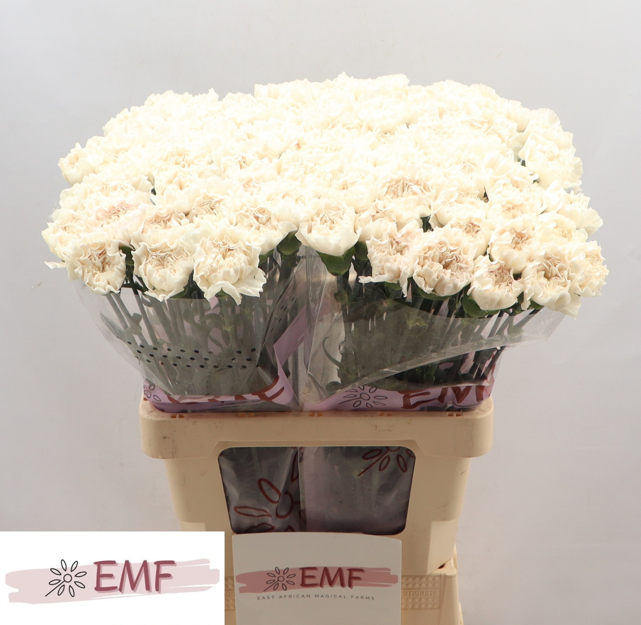 Dianthus St Moon Golem 60cm