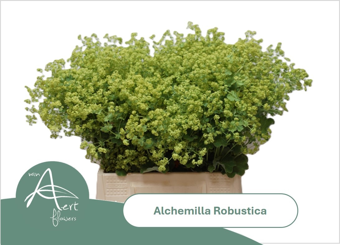 Alchemilla Mollis 45cm