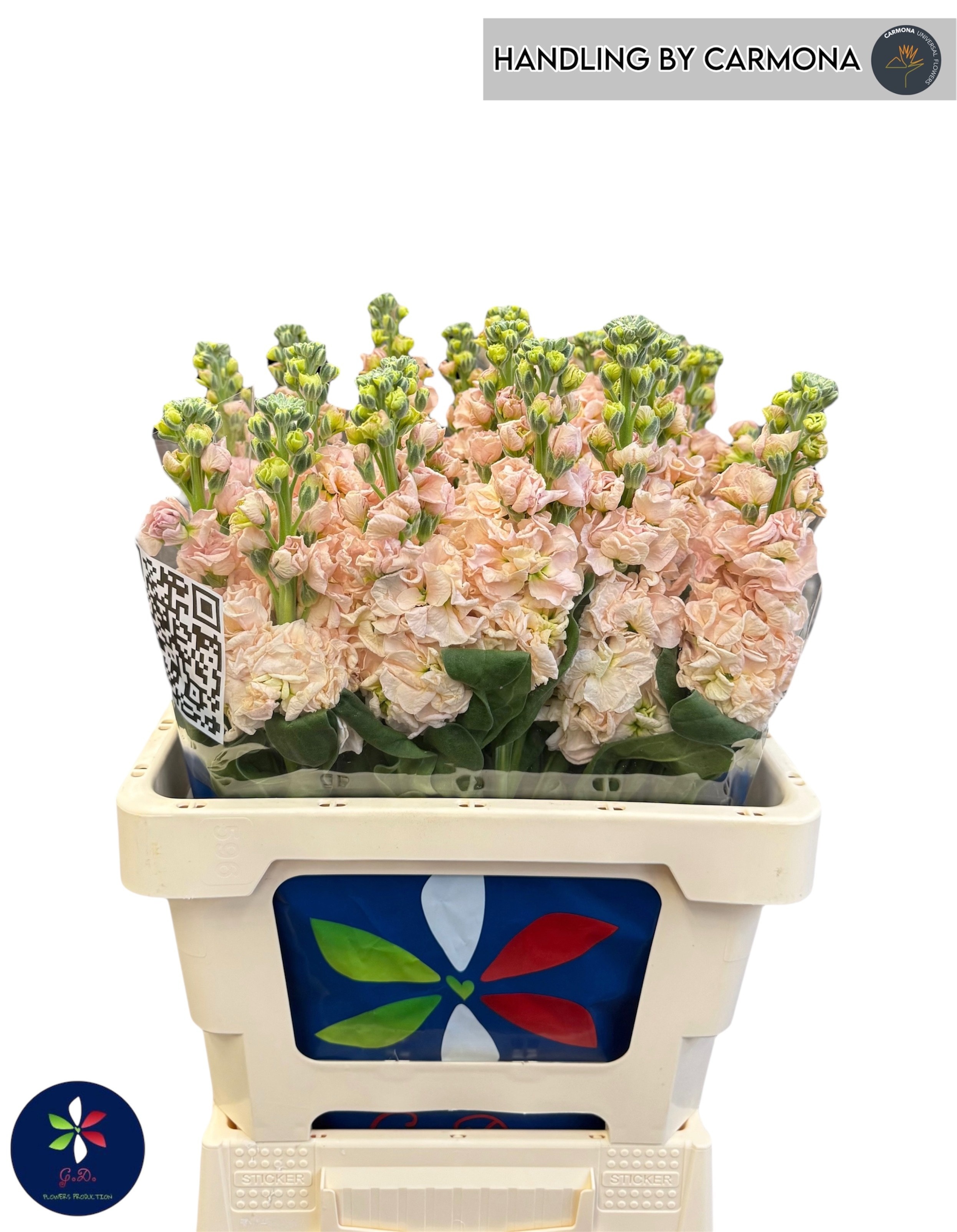 Matthiola Iron Apricot 60cm