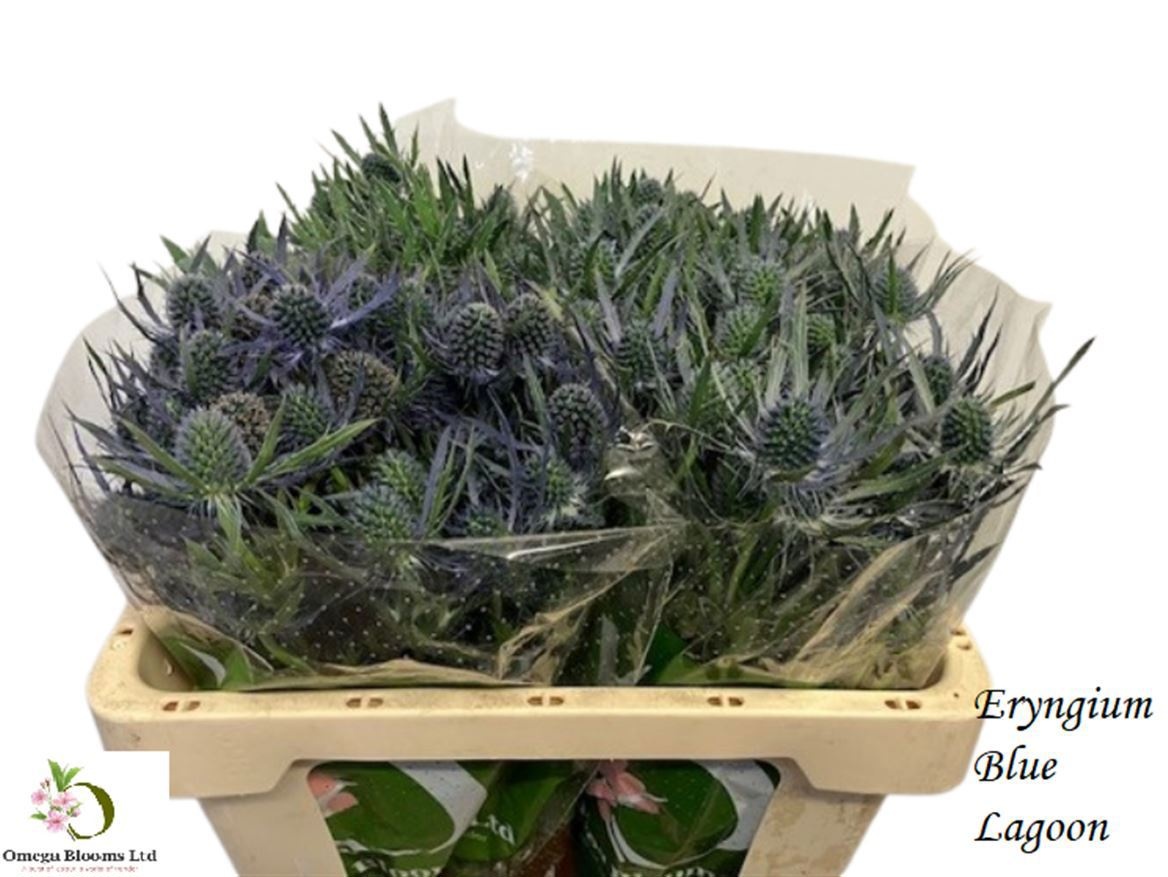 Eryngium Blue Lagoon 50cm