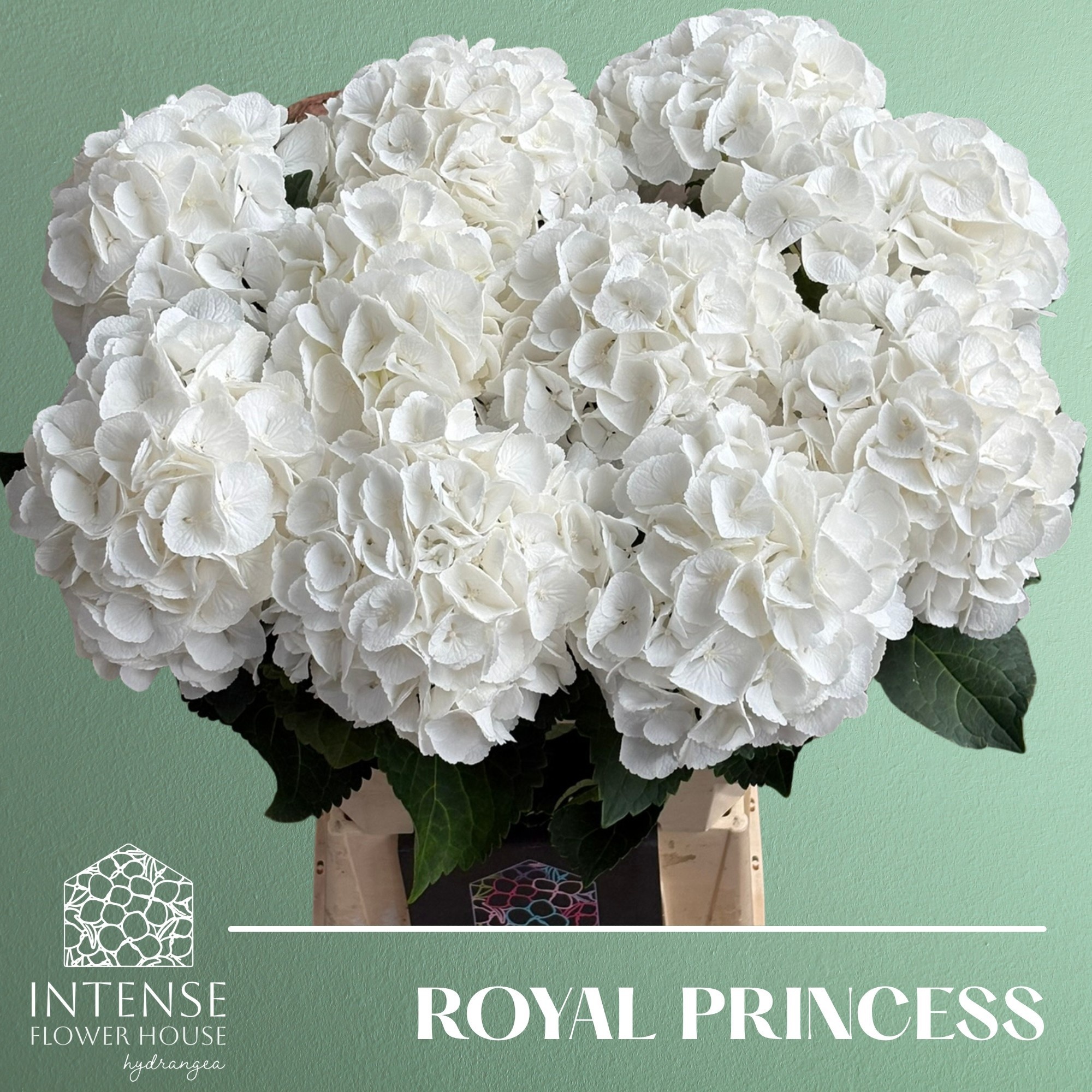 Hydrangea Royal Princess 60cm 19Ø