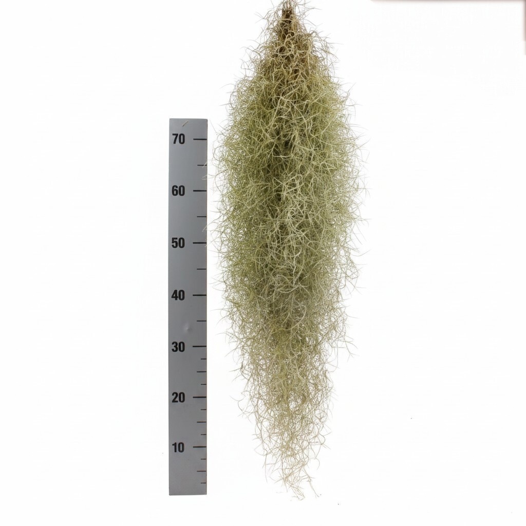 Till Usneoides