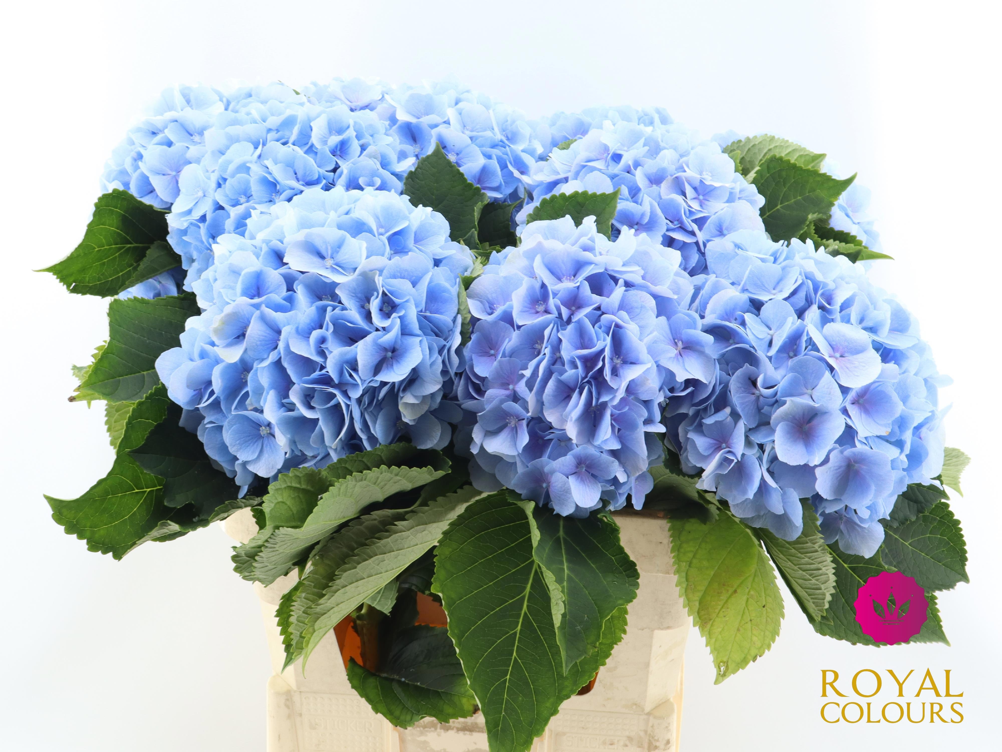 Hydrangea Verena Blue 80cm 22Ø