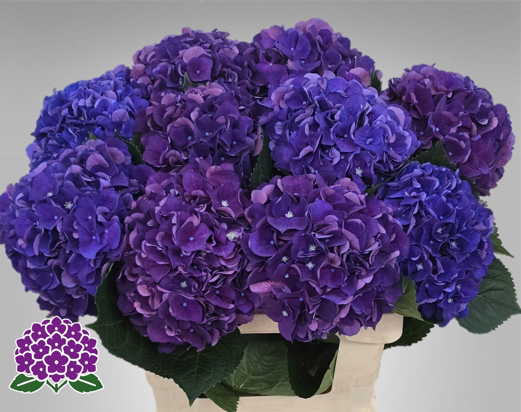Hydrangea Royal King 60cm 17Ø