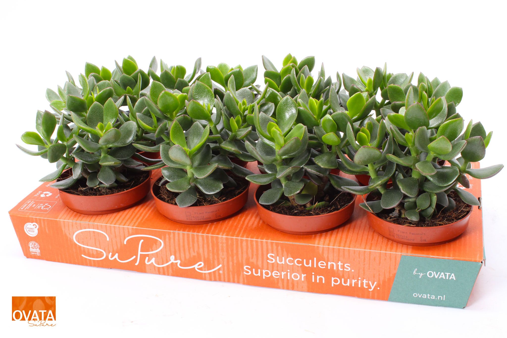 Picture of Crassula hulk 12 WOODS