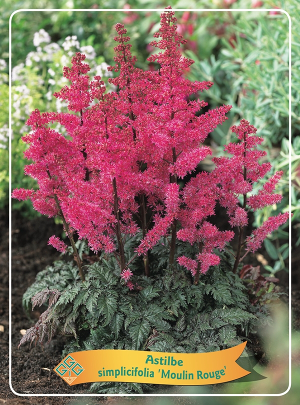 Picture of Astilbe mix 6x10 srt. per shelve P11