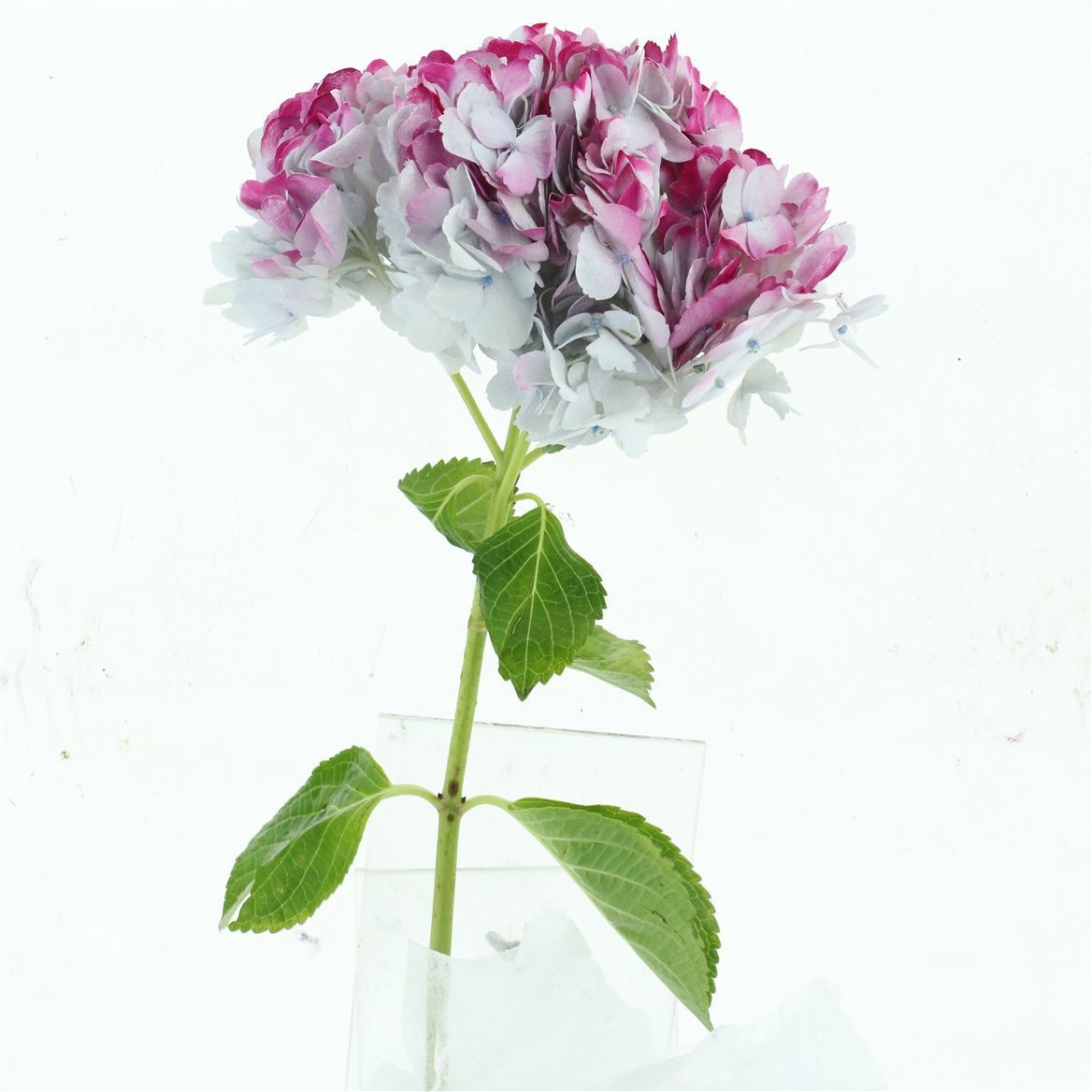 Hydrangea 60cm 19Ø