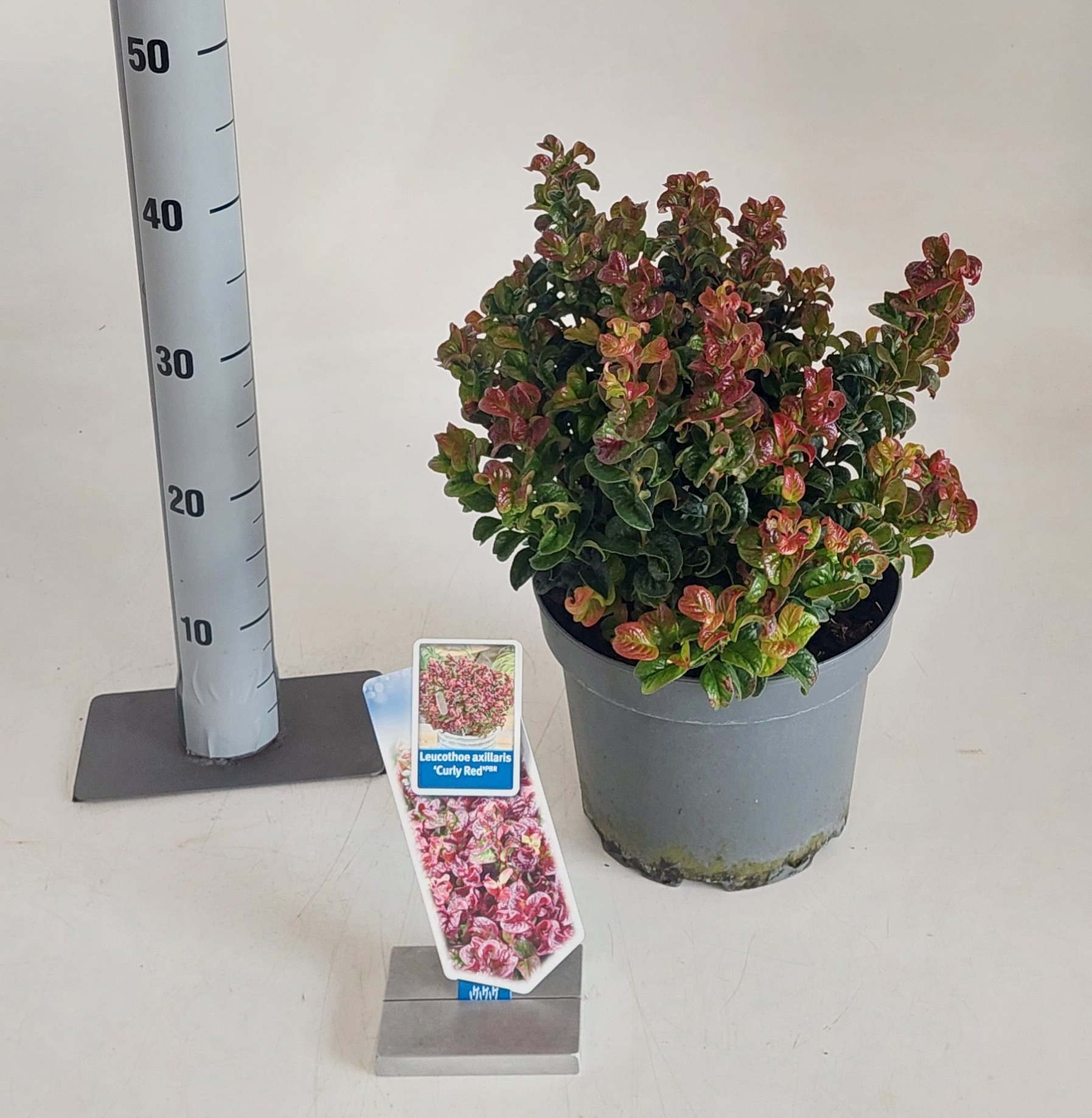 Leucot Ax Curly Red 23P 40H