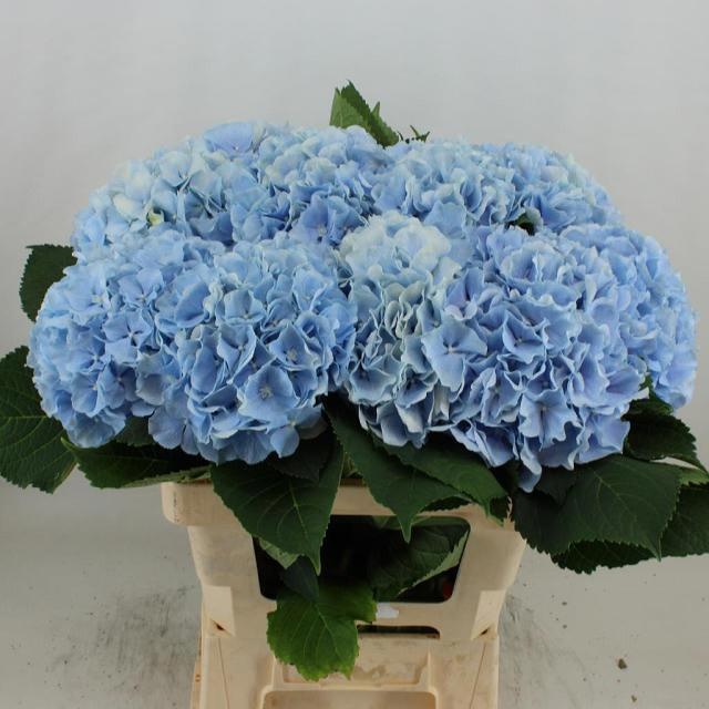 Hydr M Verena Bl