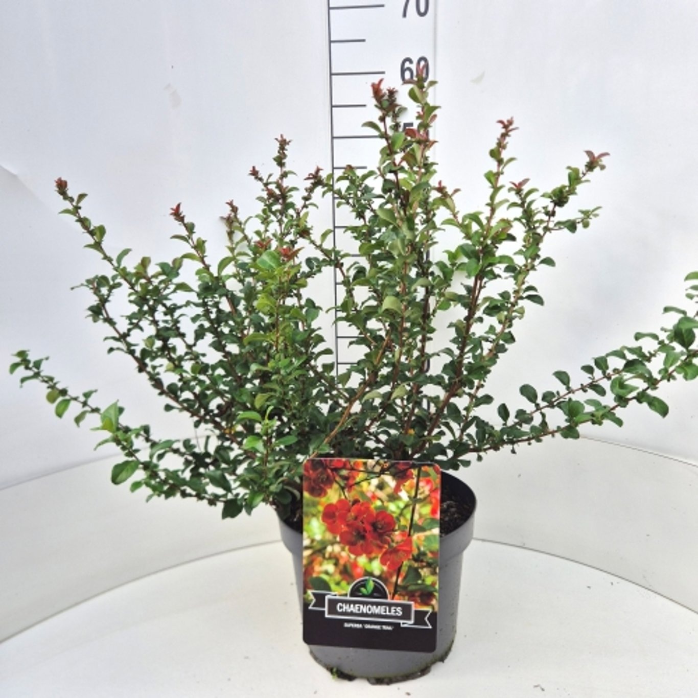 Chaenomeles superba 'Orange Trail'