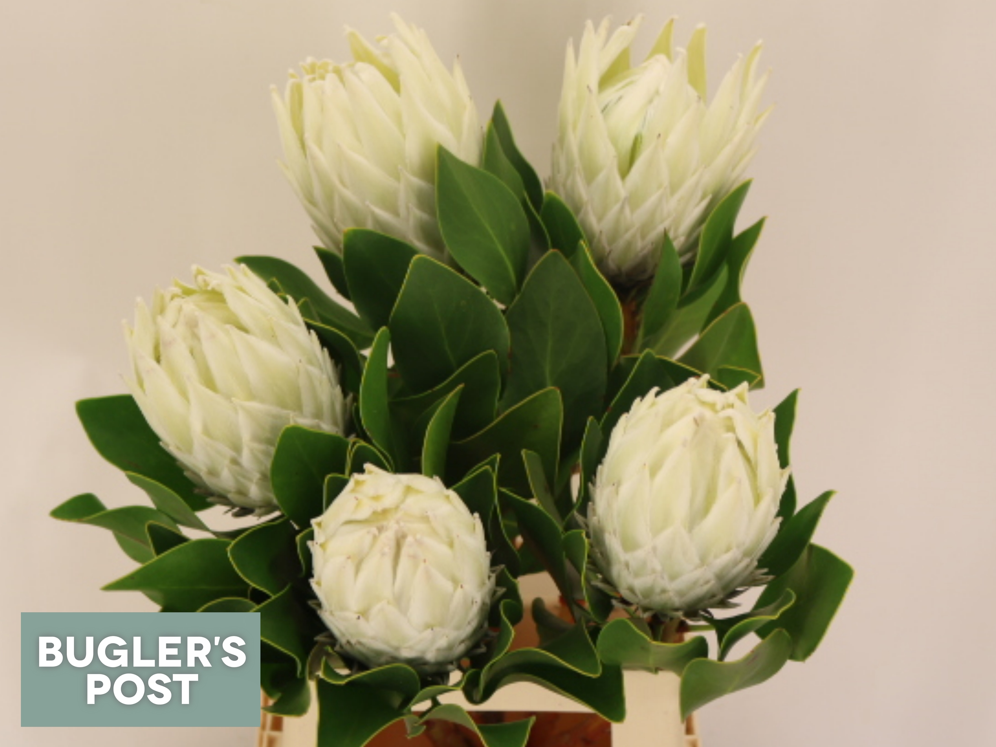 Protea Cy Arctic Ice 60cm