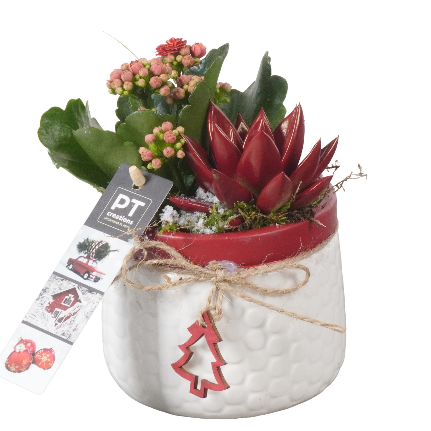 Picture of PTKB9368 Arrangement X-Mas in ceramic pot P11 19CM