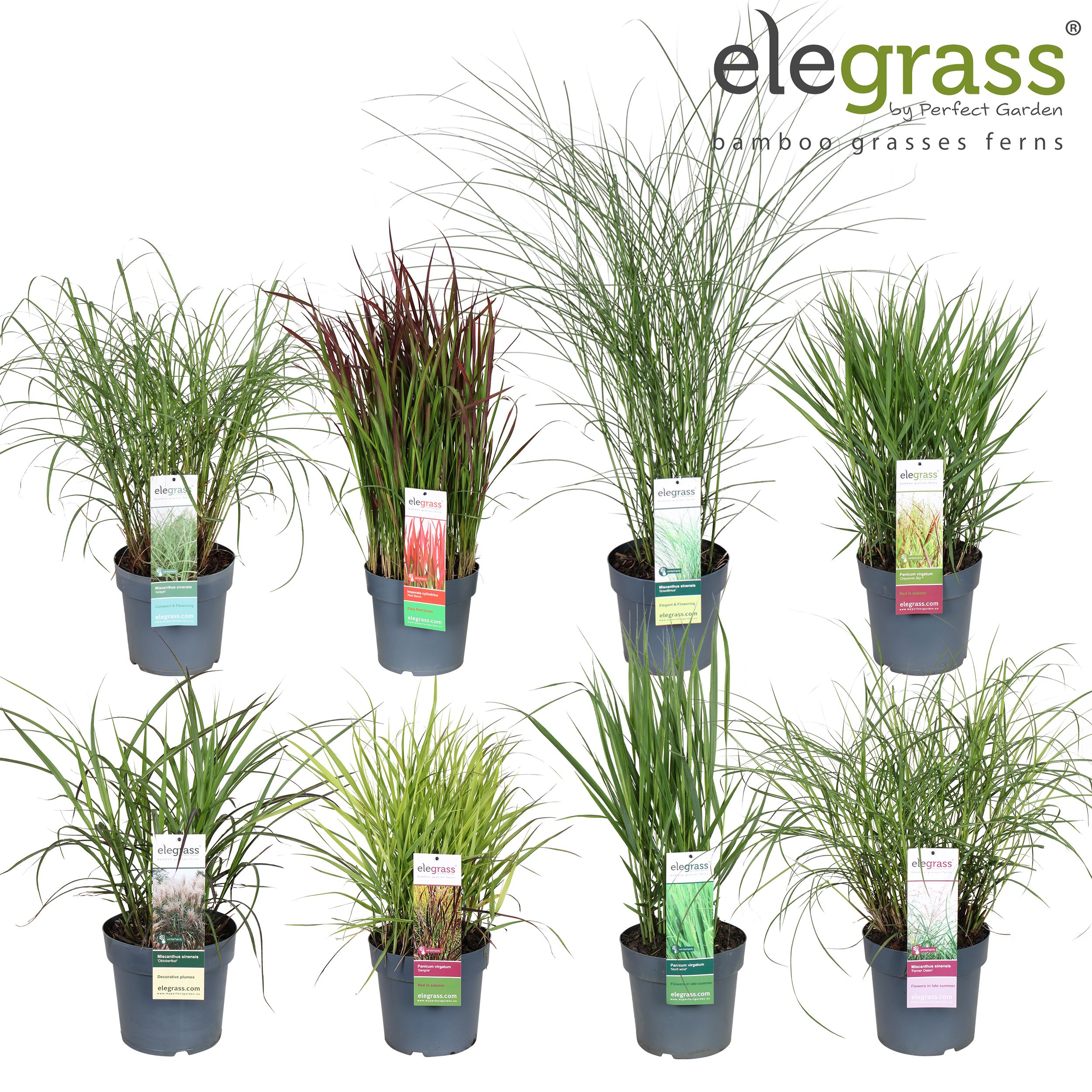 Picture of Grassen mix shelve - Elegrass Hardy Ornamentals P23