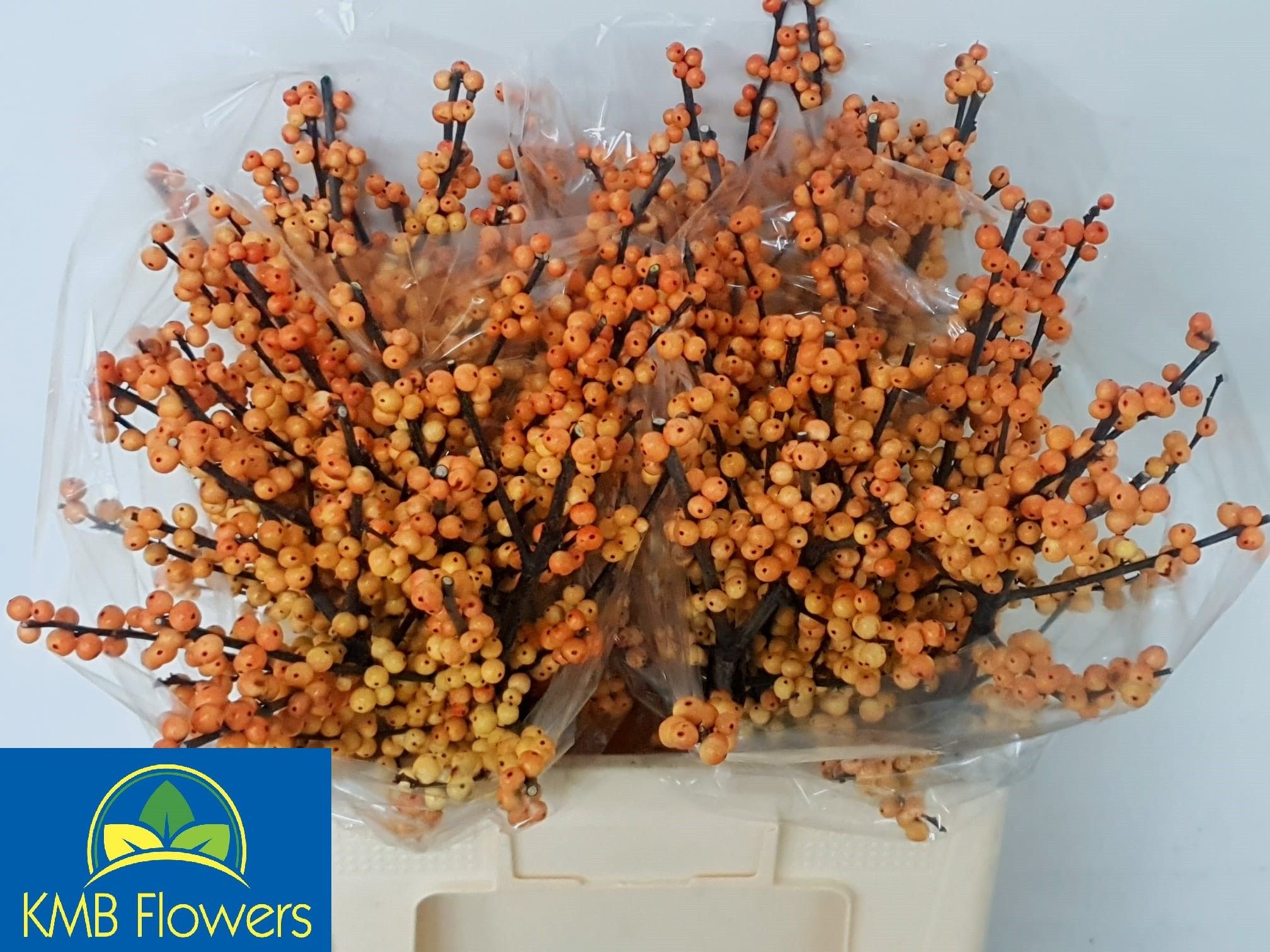 Ilex Gresgold 60cm