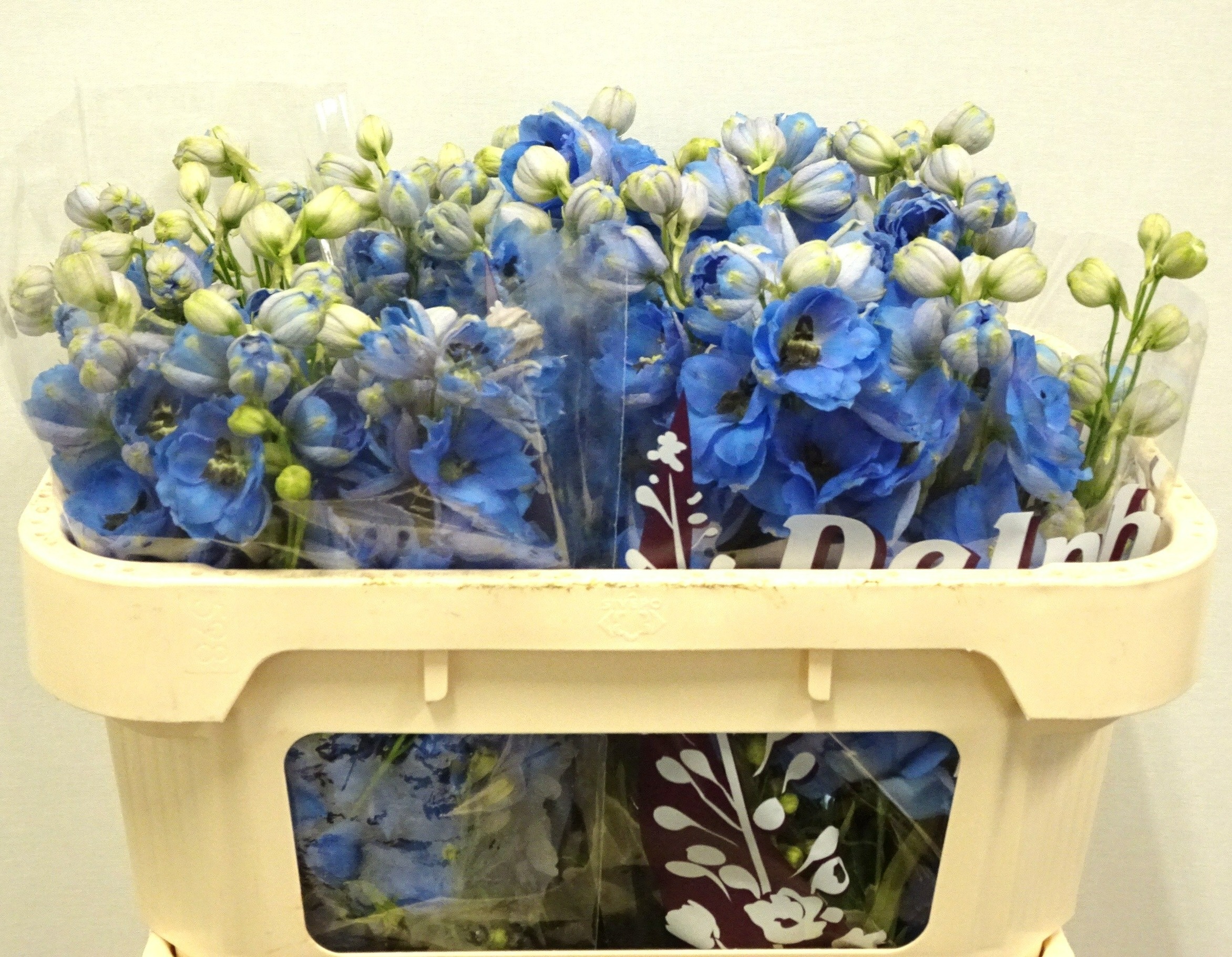 Delph Du Dew Blu Smi 60cm