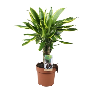 Picture of Dracaena Golden Coast carroussel P17 50CM