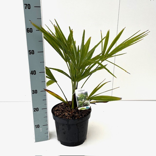 Picture of Trachycarpus fortunei C5 60/80