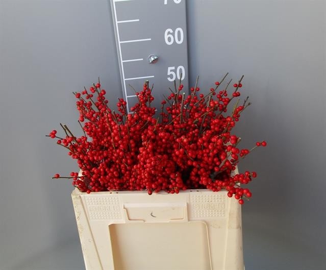 Ilex Verticlilata 50cm