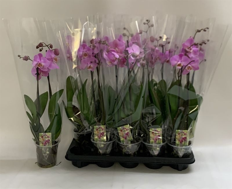 Phal Ov Roze 12Ø 60cm