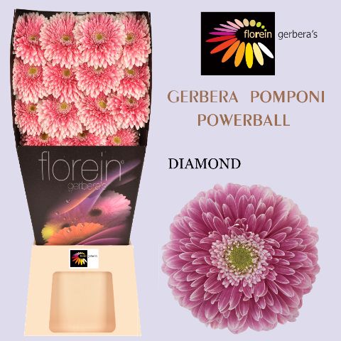 Ge Gb Pom Power Ball