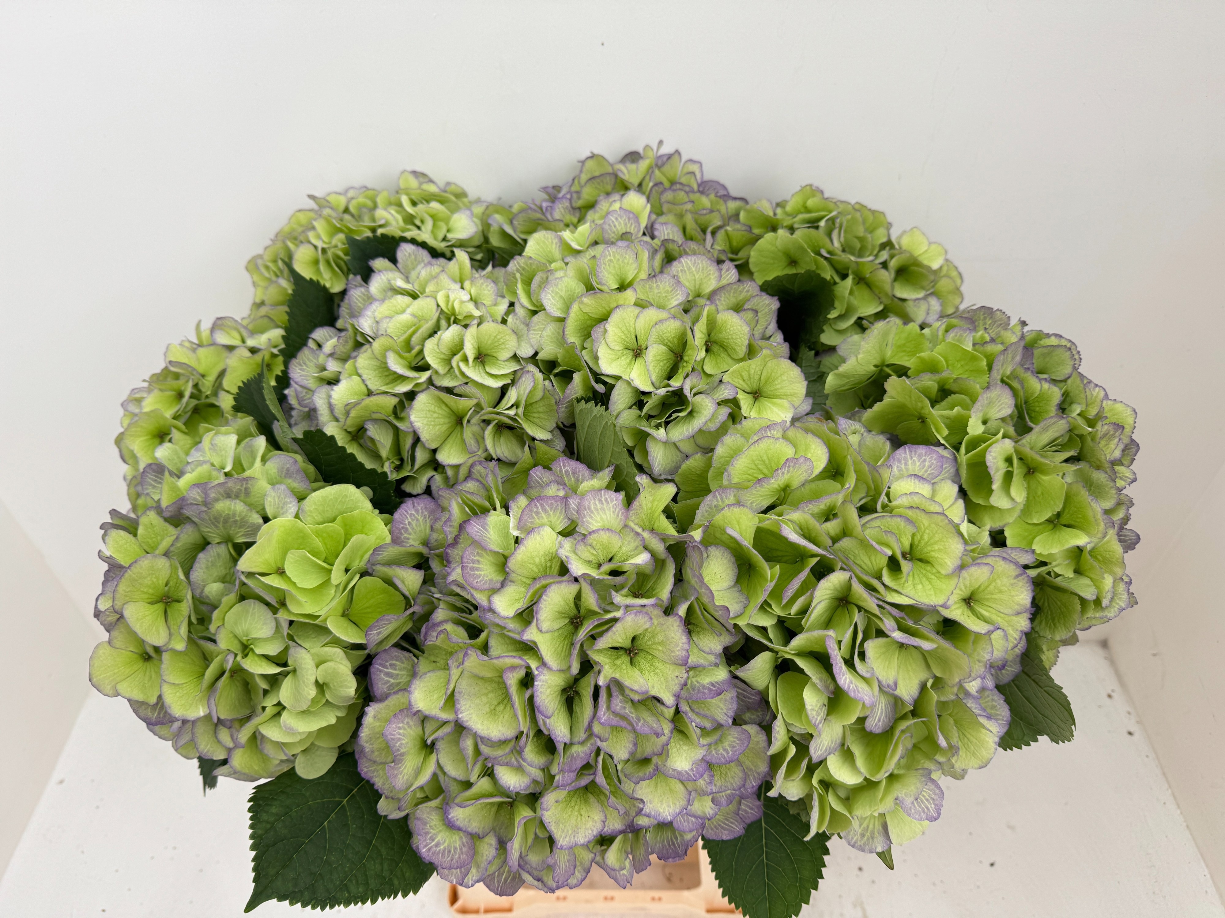 Hydrangea Verena Classic Red Green 60cm 22Ø
