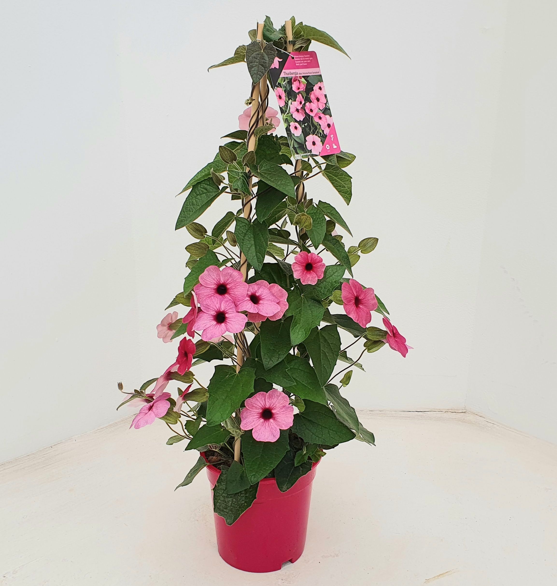 Thunbergia Rose