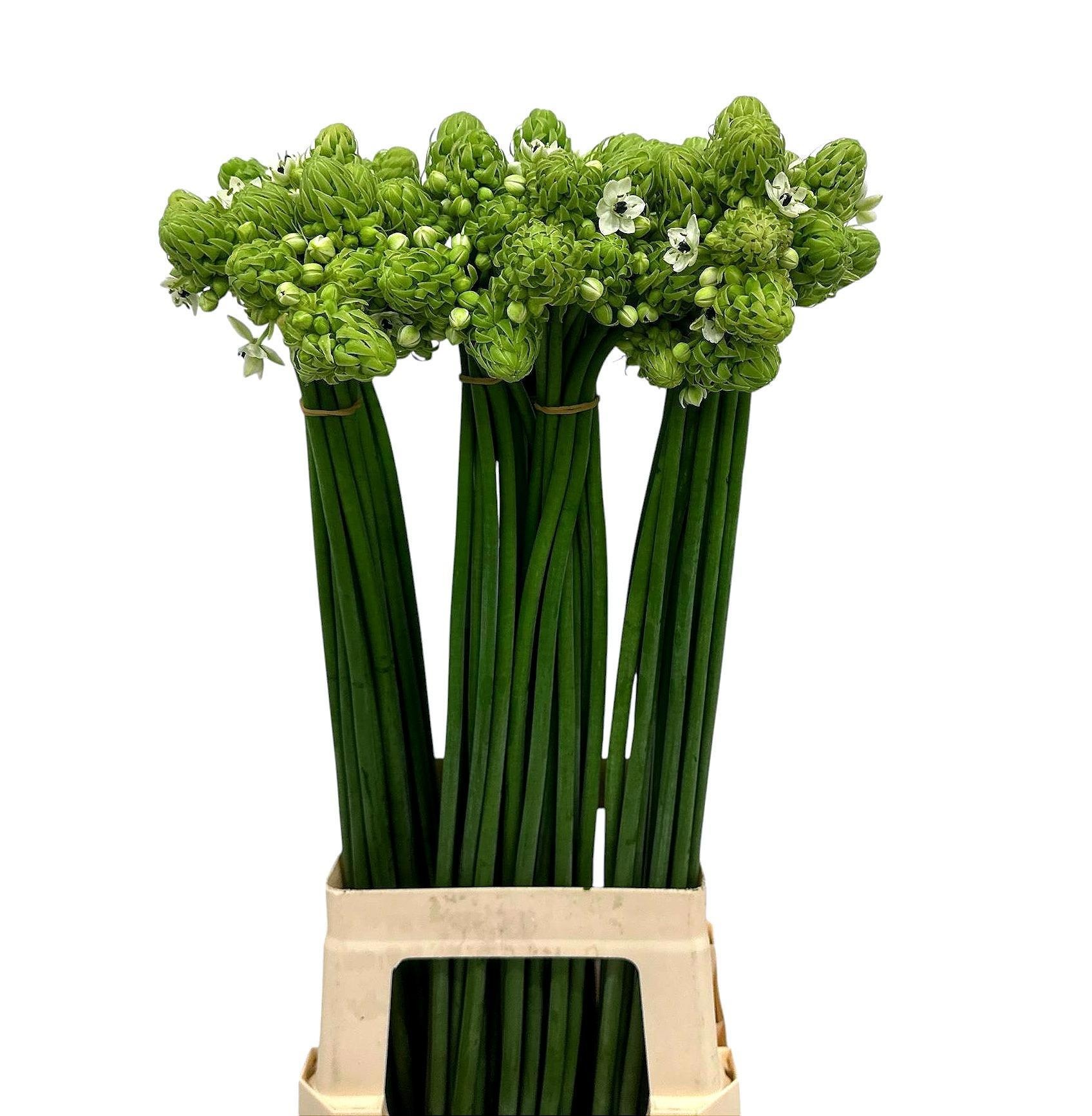 Ornithogalum Arabicum 80cm