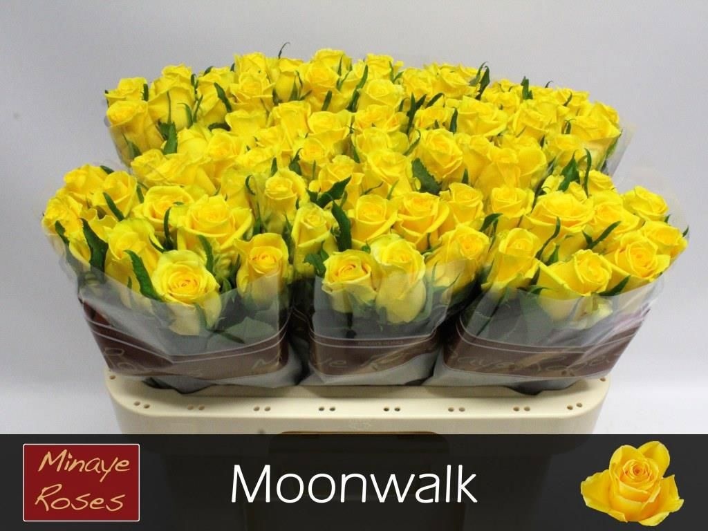 R Gr Moonwalk