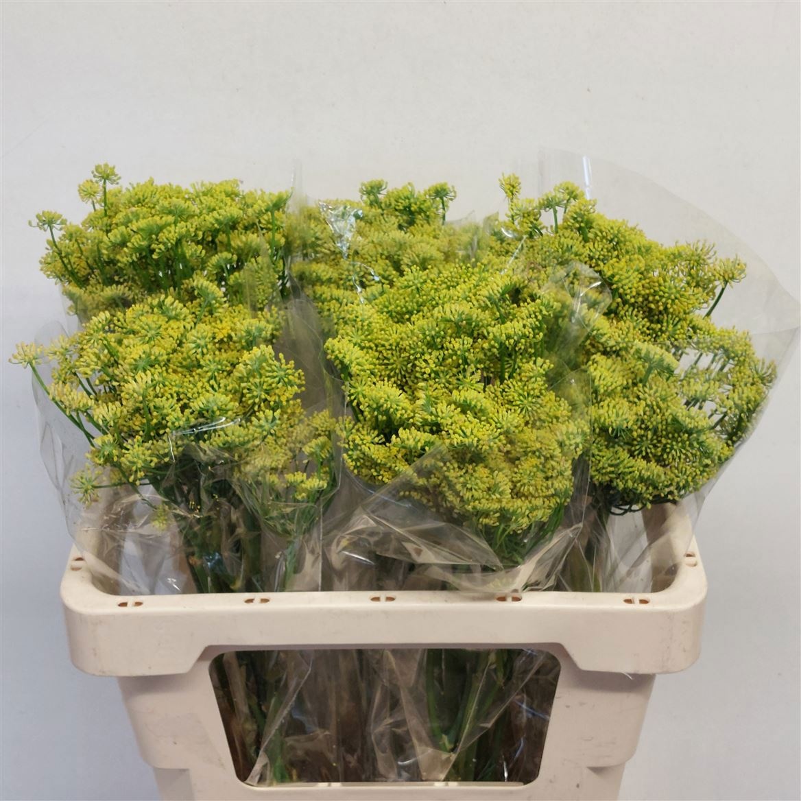Foeniculum Vulgare 50cm