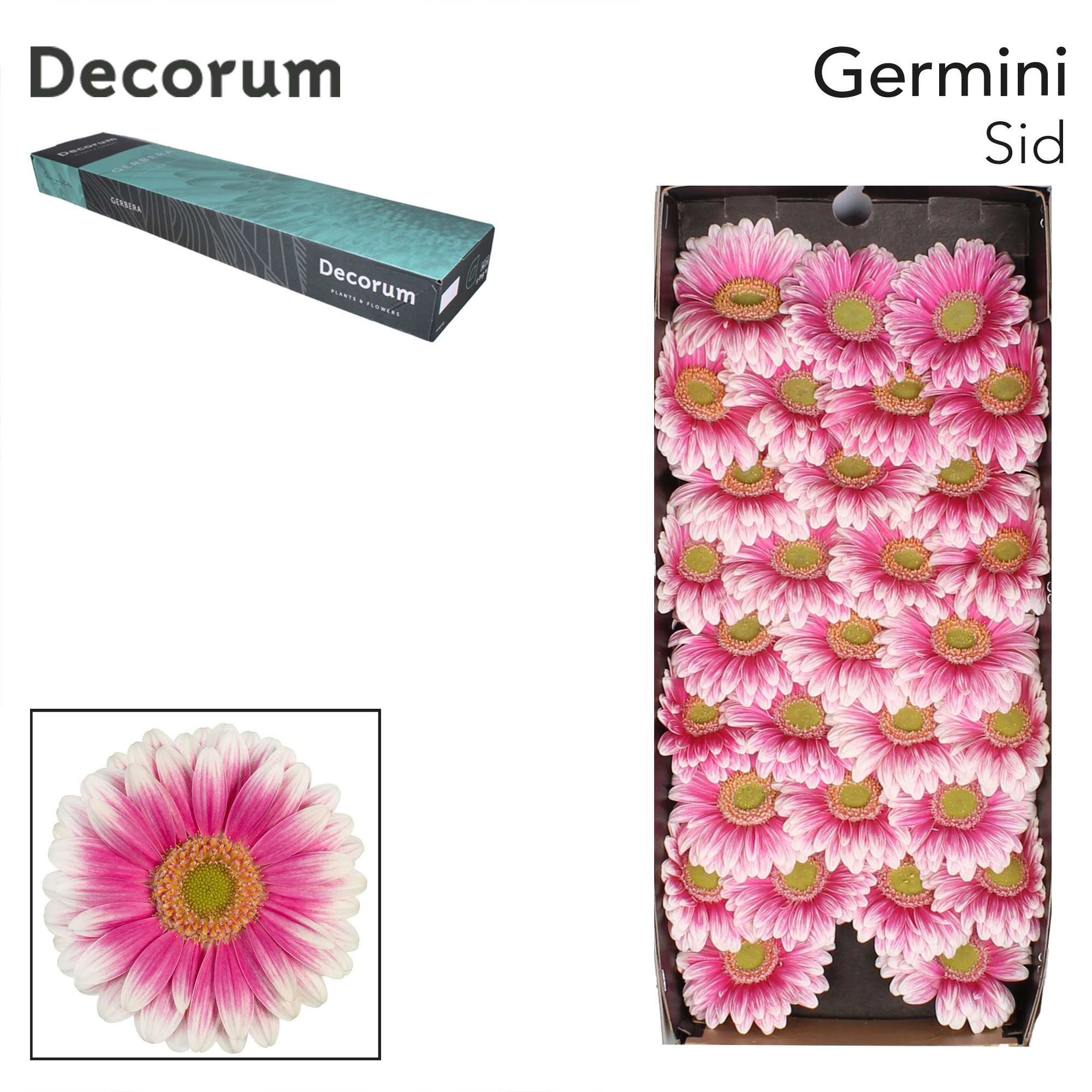 Germini Sid Doos