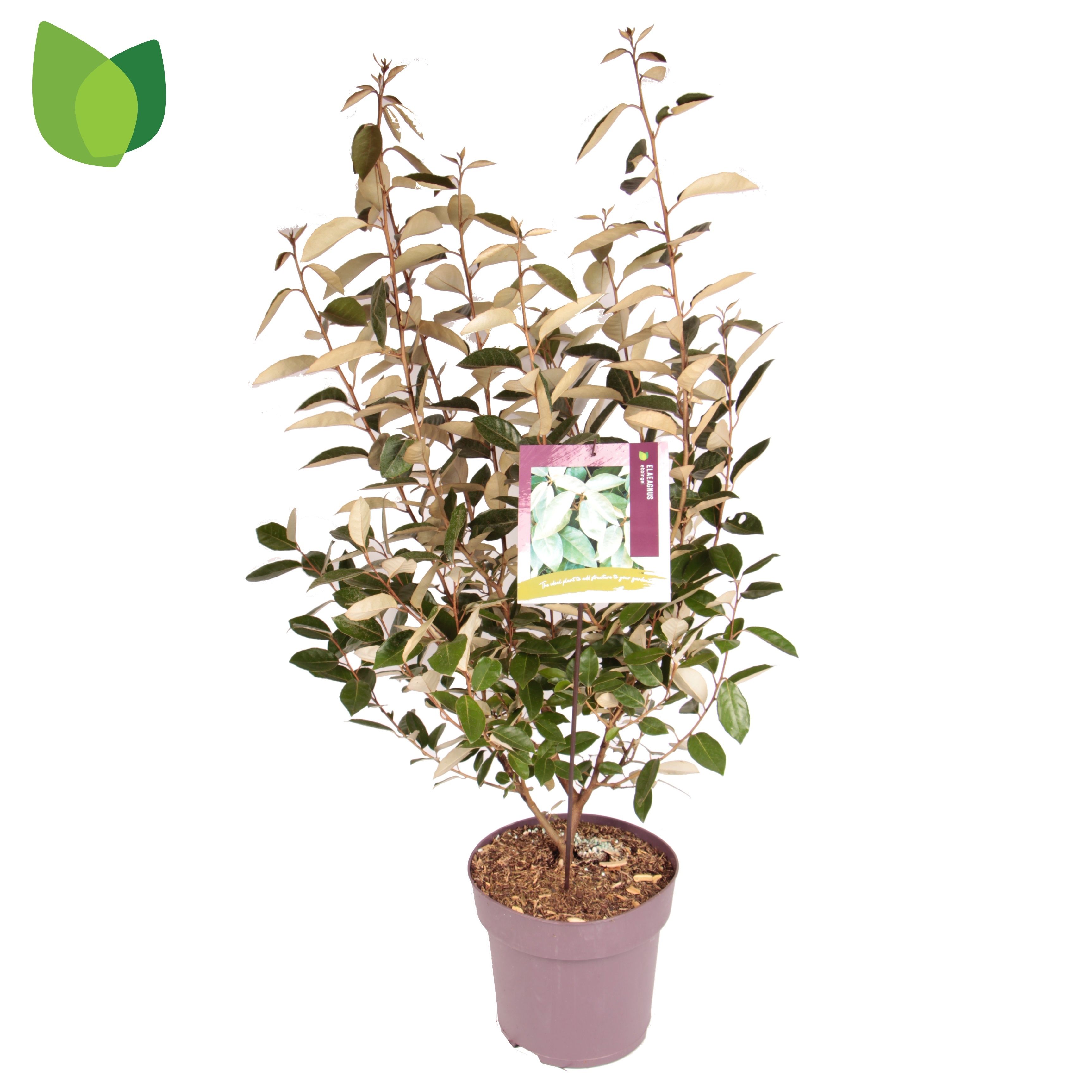 Elaeagnus ebbingei