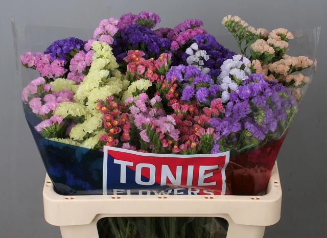 Limonium St Mixed 60cm 30gram