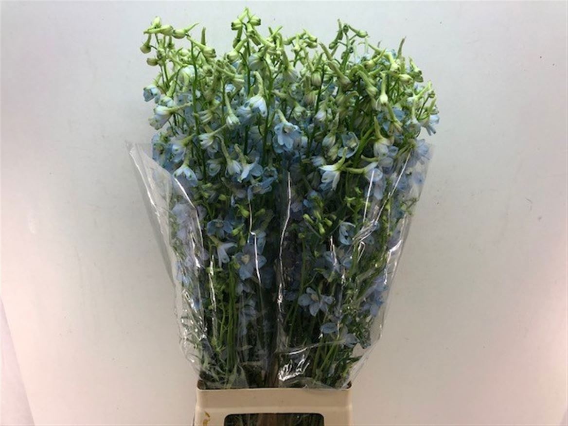 Delphinium Be Balkleid 80cm