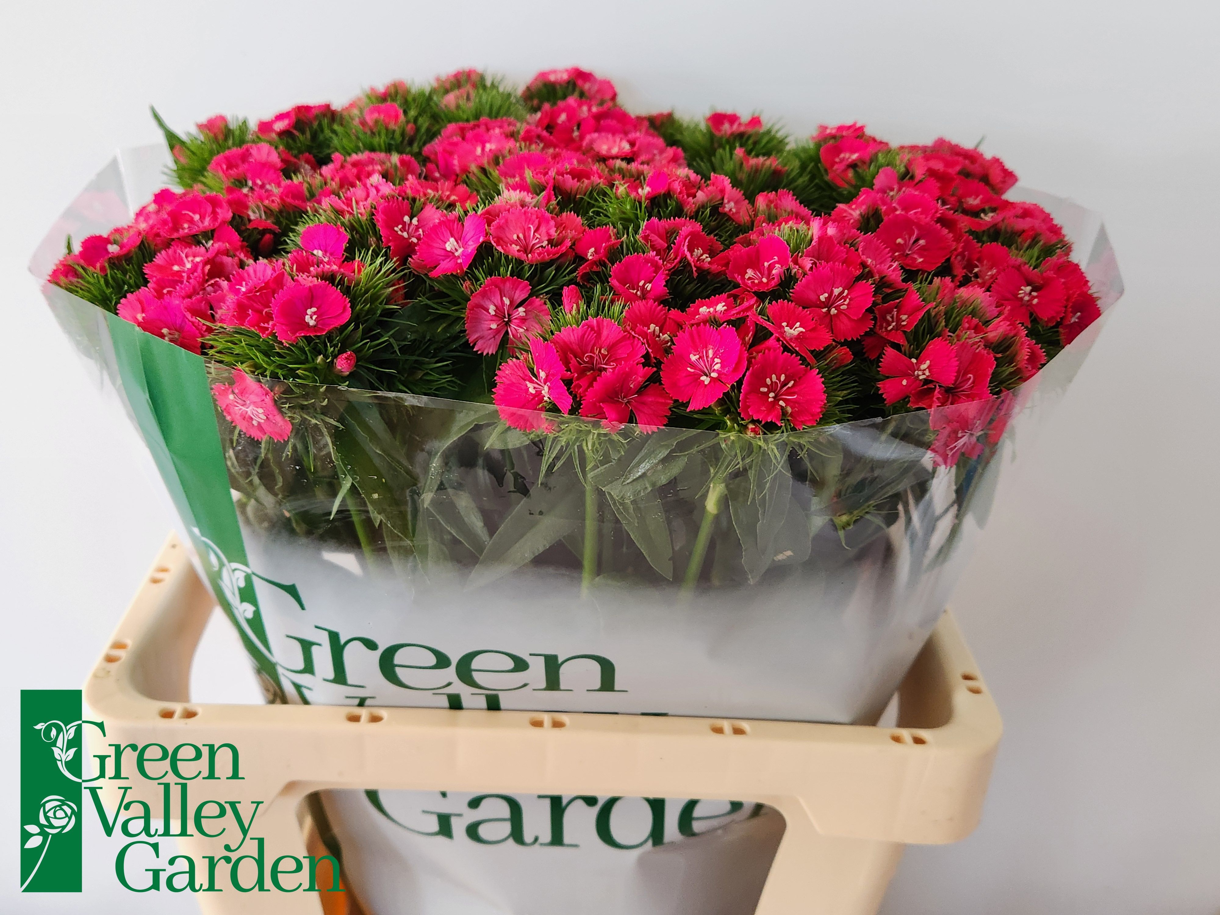 Dianthus Barbaratus 50cm