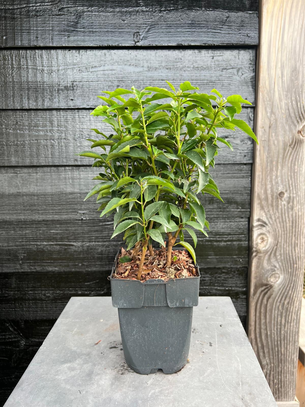 Picture of Prunus lusitanica 'Angustifolia' P17