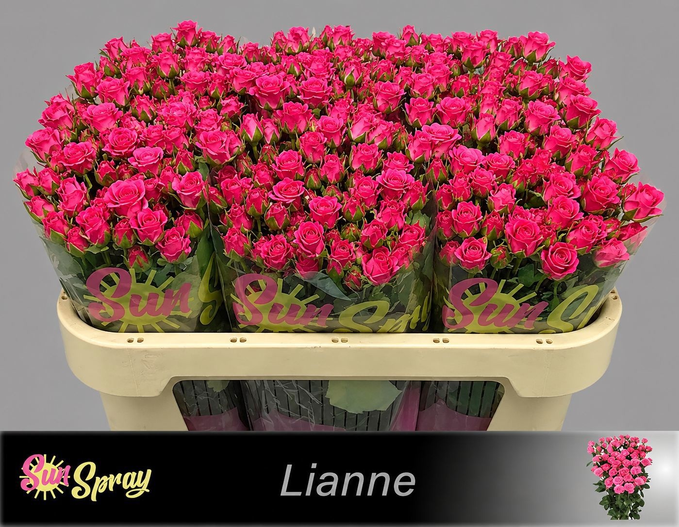 R Tr Lianne