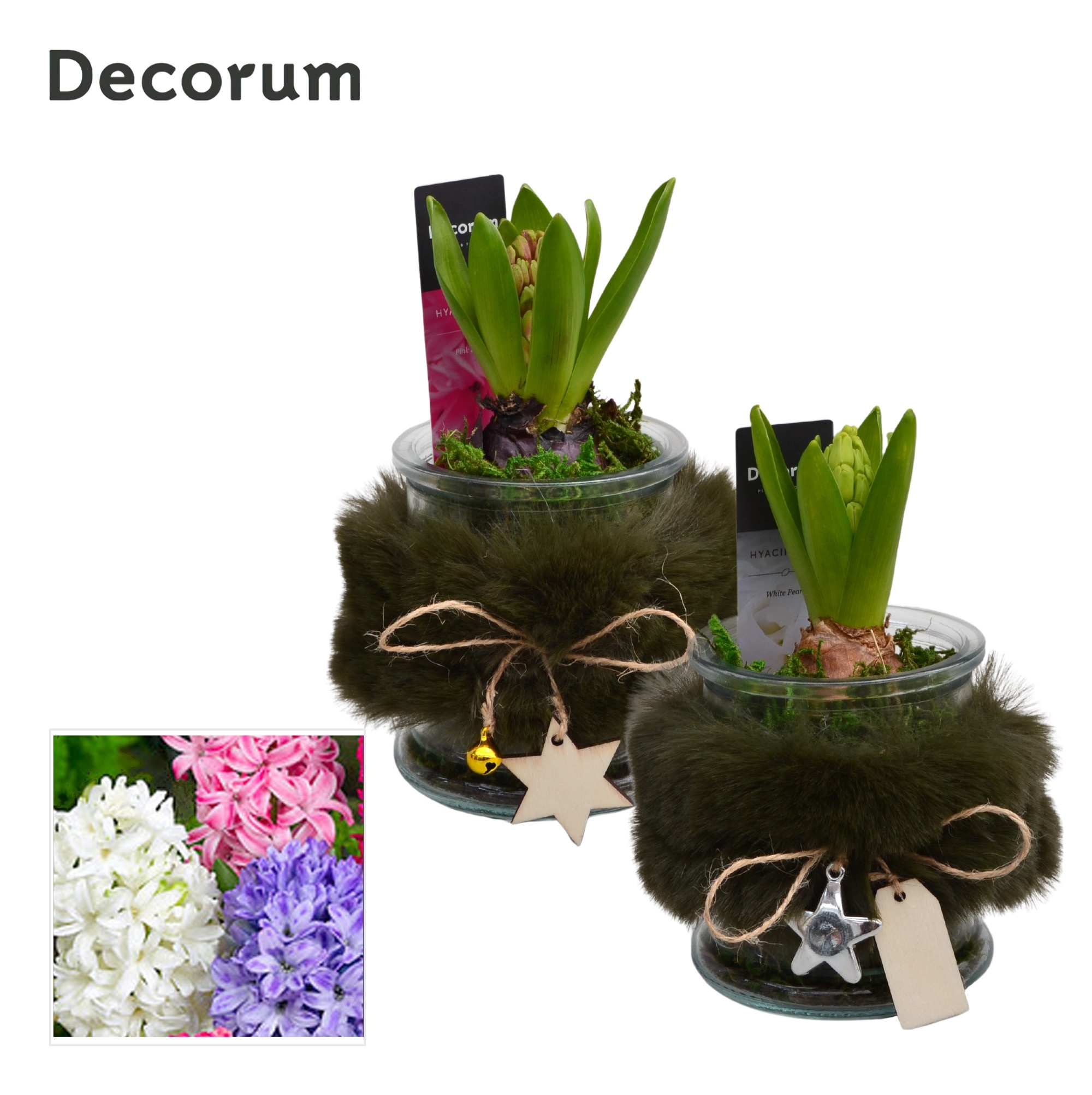Arrangement Hyacinth 9Ø 18cm