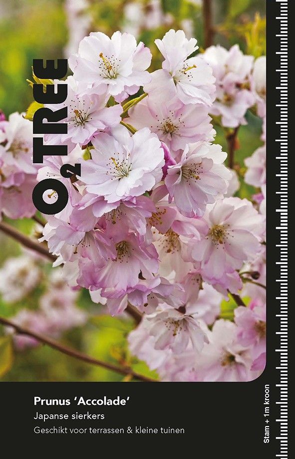Prunus 'Accolade' stam