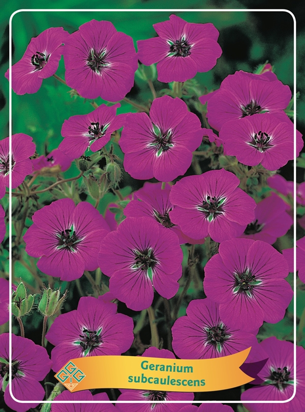 Picture of Geranium Mix 6x10 srt. per shelve P11