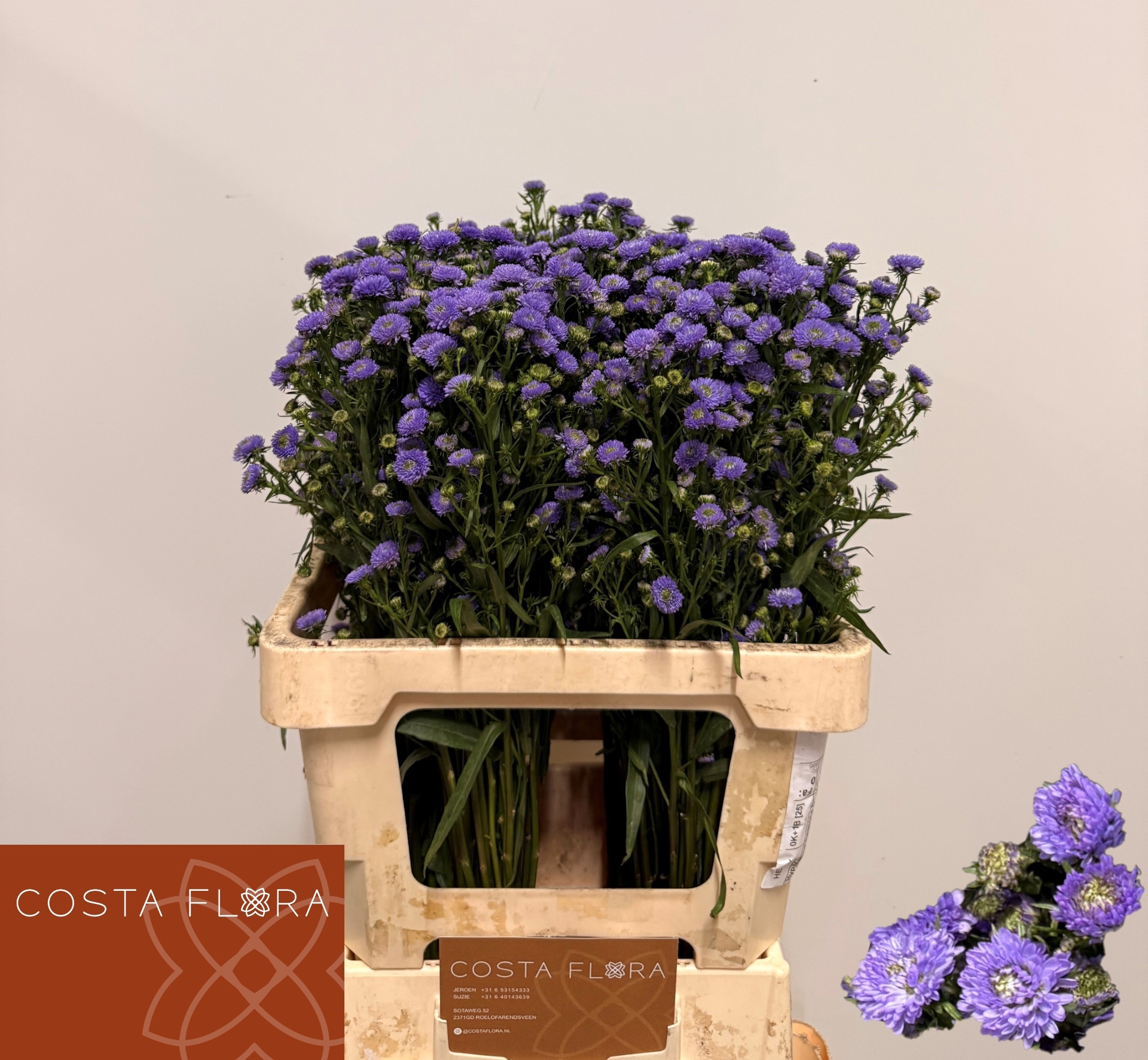 Aster Baby Blue 60cm 20gram