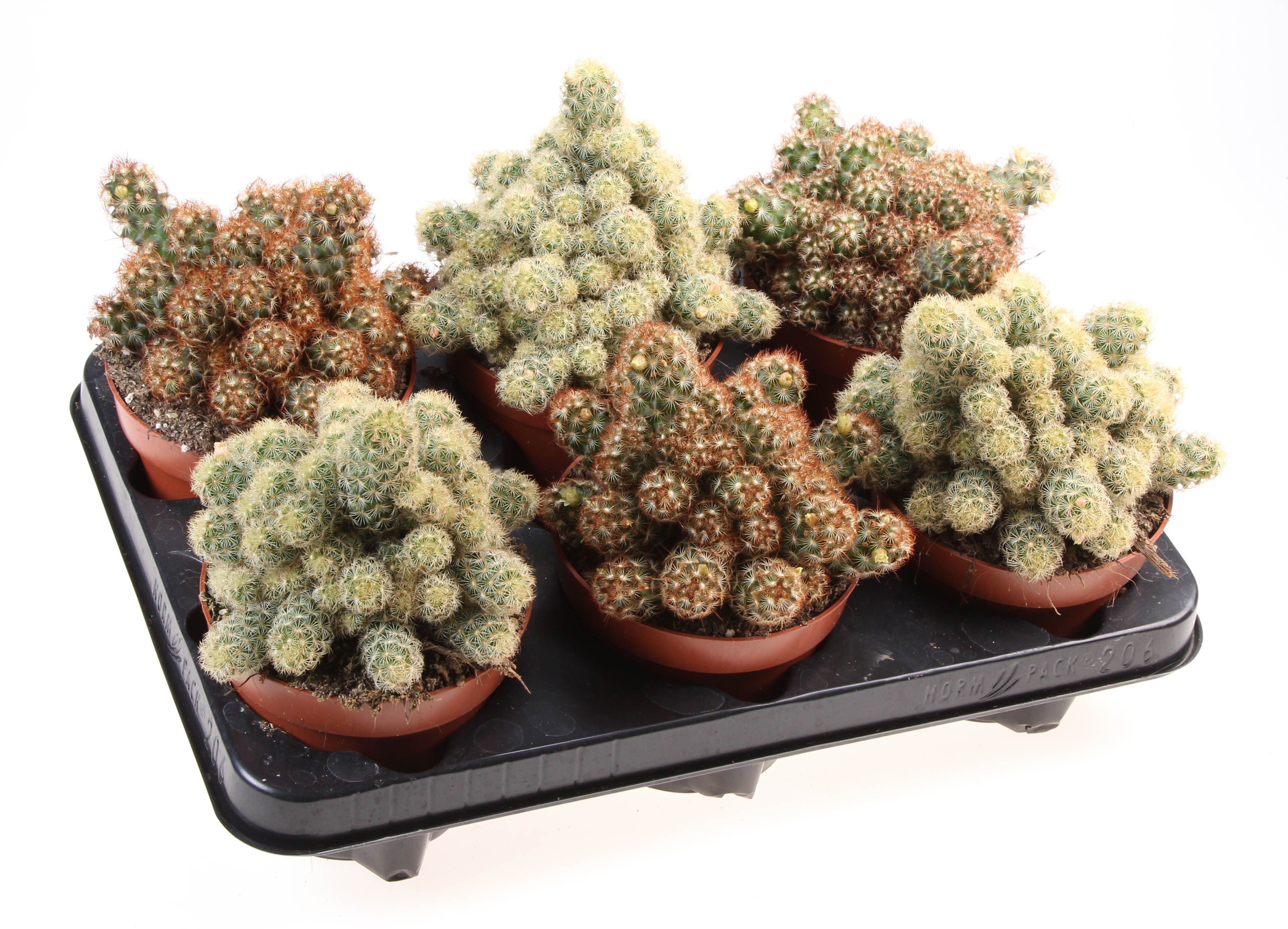 Mammillaria elongata | Hamiplant