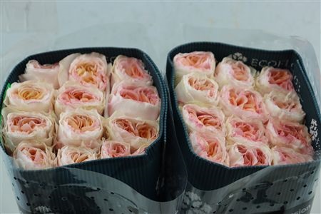 Rosa 50cm