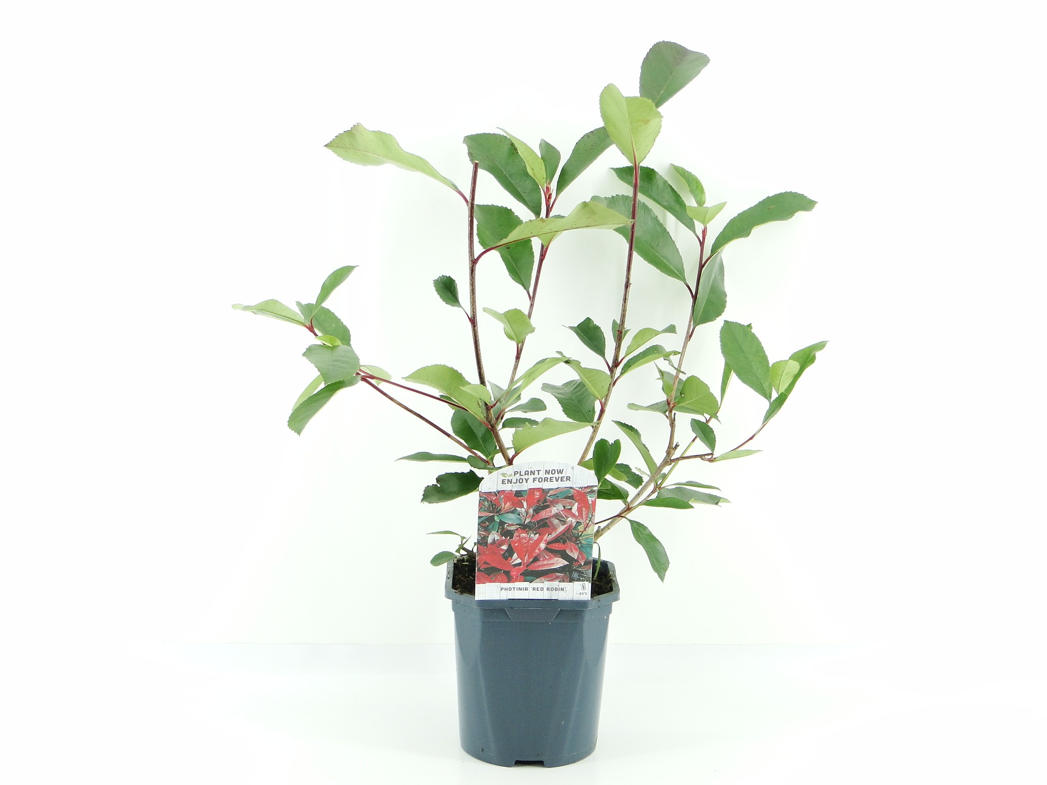 Picture of Photinia fras. Red Robin